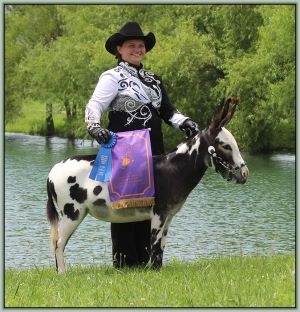 HHAA Ch Chime, Reserve Champion High Point Miniature Halter Jennet of Tennessee!